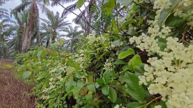 canopies of wild busy sandpaper tetracera flowers creeping and crawling around the bushes and tree by the roadside.