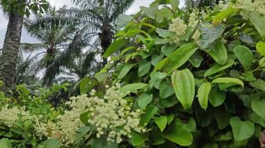 canopies of wild busy sandpaper tetracera flowers creeping and crawling around the bushes and tree by the roadside.