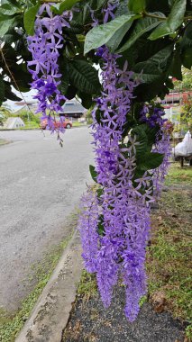 Güzel mor renkli zımpara kağıdı sarmaşık ağacı yol kenarında 