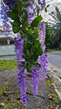 Güzel mor renkli zımpara kağıdı sarmaşık ağacı yol kenarında 