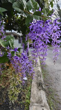 Güzel mor renkli zımpara kağıdı sarmaşık ağacı yol kenarında 