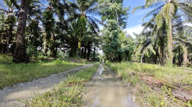 Kırsal toprak yolda sağanak yağış sonrasında durgun su havuzu yansıtıyor.