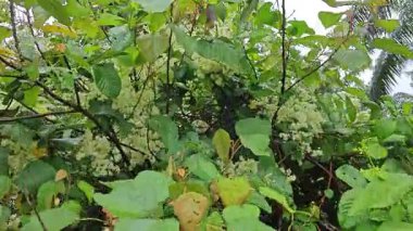 canopies of wild busy sandpaper tetracera flowers creeping and crawling around the bushes and tree by the roadside.