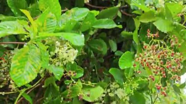 canopies of wild busy sandpaper tetracera flowers creeping and crawling around the bushes and tree by the roadside.