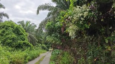 canopies of wild busy sandpaper tetracera flowers creeping and crawling around the bushes and tree by the roadside.