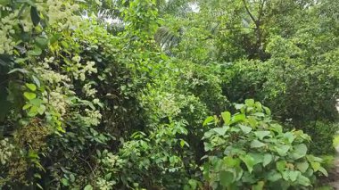 canopies of wild busy sandpaper tetracera flowers creeping and crawling around the bushes and tree by the roadside.