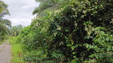 canopies of wild busy sandpaper tetracera flowers creeping and crawling around the bushes and tree by the roadside.