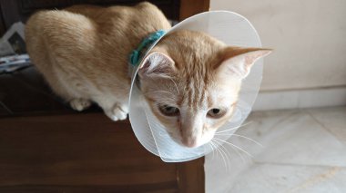 Boynunda boyunluk olan evcil bir kedi..