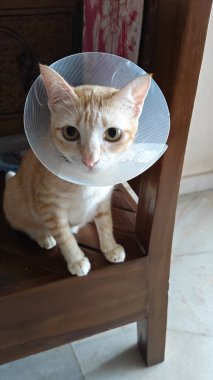 Boynunda boyunluk olan evcil bir kedi..