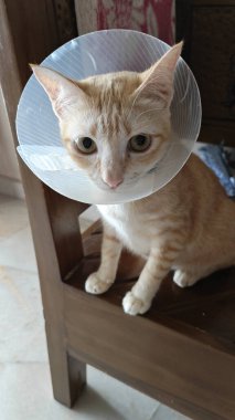 Boynunda boyunluk olan evcil bir kedi..