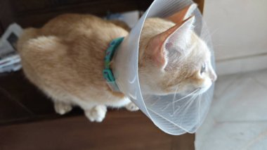 Boynunda boyunluk olan evcil bir kedi..