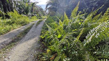 Kırsal kesimin kırsal kesimlerine doğru kırsal kesimlerin giderek azalan bakış açısının düşük açılı görüntüsü 
