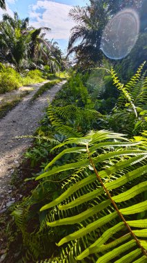 Kırsal kesimin kırsal kesimlerine doğru kırsal kesimlerin giderek azalan bakış açısının düşük açılı görüntüsü 