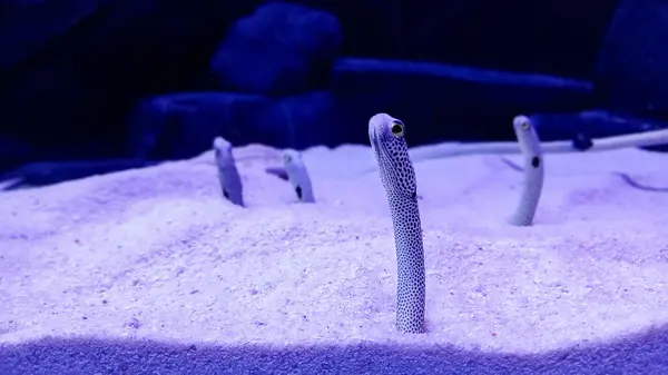 Conger Mercan Resifi Balığı Kumun Üzerinde Altında Yılan Balığı — Stok fotoğraf