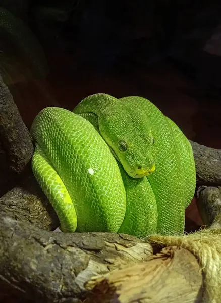 Serpente Longa Verde Envolto Sobre Ramo — Fotografia de Stock