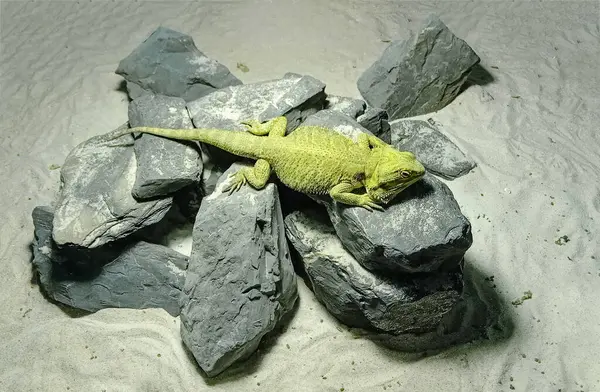 灰色岩石上的绿色大鬣蜥 — 图库照片#