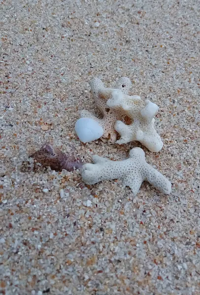 在沙滩上封闭海壳和珊瑚 — 图库照片#