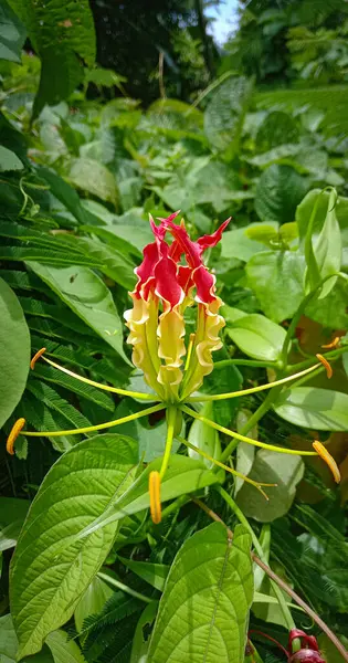 Gloriosa Superba Sárga Vörös Virág — Stock Fotó