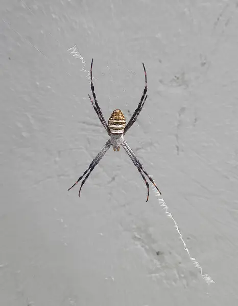 Örümcek Ağında Sarı Siyah Büyük Örümcek — Stok fotoğraf