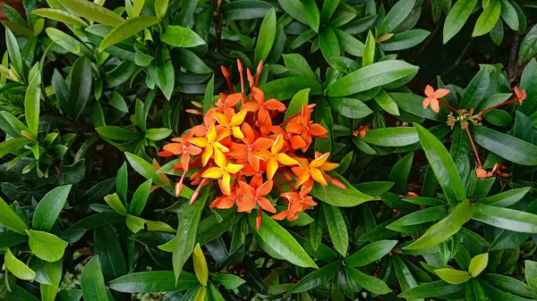 Pomarańczowy Ixora Coccinea Kolorowy Kwiat Zielone Liście — Zdjęcie stockowe