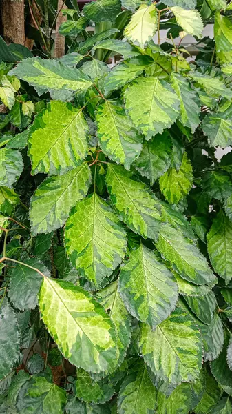 Zöld Levelek Variegata Növény Természetes Háttér — Stock Fotó