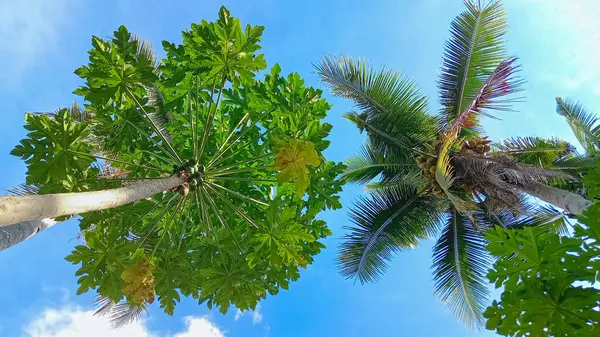 Yeşil Büyük Palmiye Ağaçlarının Altına Bak — Stok fotoğraf