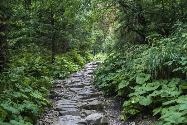 Kamienna Ścieżka Lesie Zielonymi Roślinami — Zdjęcie stockowe