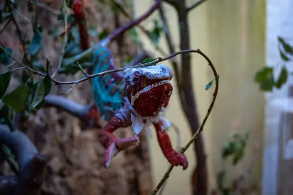 Kolorowy Kameleon Trzymający Się Cienkiej Gałęzi Patrzący Przed Siebie Otwartą — Zdjęcie stockowe