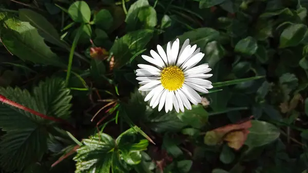 在美丽的绿色草地上 紧挨着白色和黄色的雏菊春花 — 图库照片#