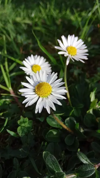 Közel Fehér Sárga Százszorszép Tavaszi Virágok Egy Gyönyörű Zöld Rét — Stock Fotó