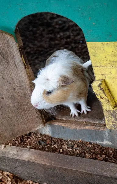 a closeup shot of a cute white hamster on the farm