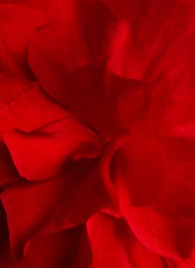 Kan kırmızı gül yaprakları doğada makro fotoğrafçılık