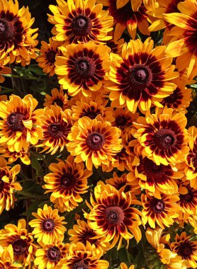 Turuncu kırmızı çiçek, Rudbeckia Hirta yaygın olarak siyah gözlü Susanlar bahçede çiçek açarlar.