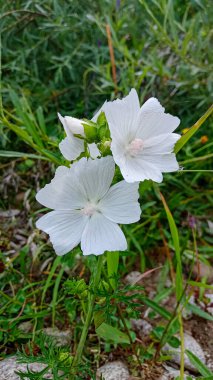 Beyaz Malva moschata çiçeği, doğal bitki. 