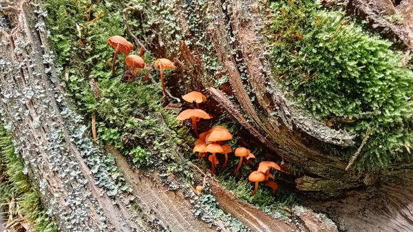 stock image close up photo of beautiful, small, brown, little, mushrooms in the forest, growing at the tree