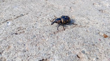 Vücudunda ışık lekeleri olan siyah farekulağı yakından çek, Liparus glabrirostris, Butbur Weevil,