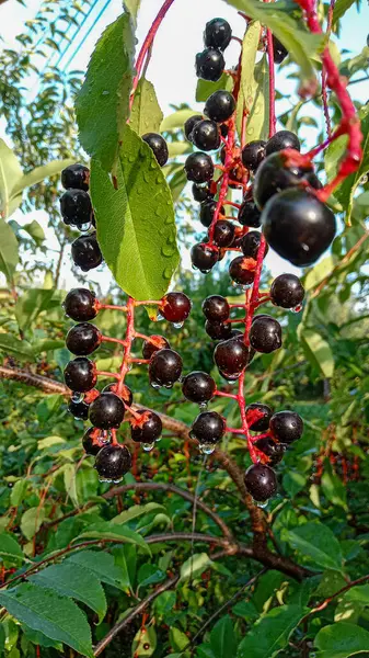 stock image Ripe, dark black cherry fruit hanging on a twig. Sprinkled with rain. Prunus serotina, called black cherry,wild black cherry, rum cherry or mountain black cherry.