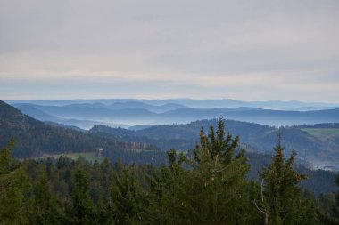 black forest with fog mist between the hills