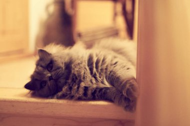british long hair cat with beautiful yellow eyes laying comfortable