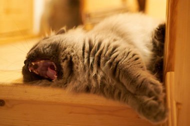 british long hair cat with beautiful yellow eyes laying comfortable is yawing