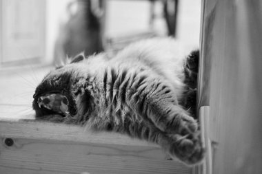 black and white photo of a british long hair cat laying comfortable is yawing