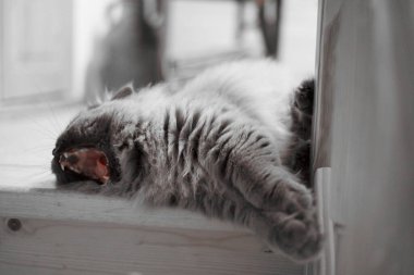 british long hair cat with beautiful yellow eyes laying comfortable is yawing
