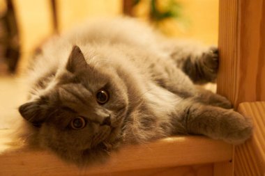 young british long hair cat looking curious