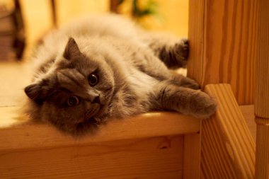 young cat looking curious