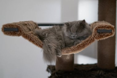 grey british long hair sleeping
