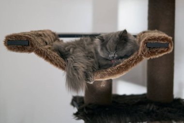 grey british long hair sleeping