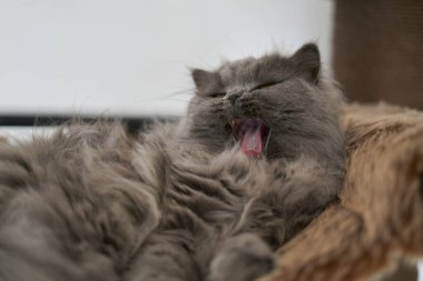 british long hair cat with beautiful yellow eyes laying comfortable