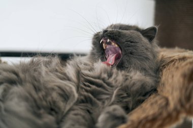 british long hair cat with beautiful yellow eyes laying comfortable is yawing