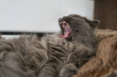 british long hair cat with beautiful yellow eyes laying comfortable