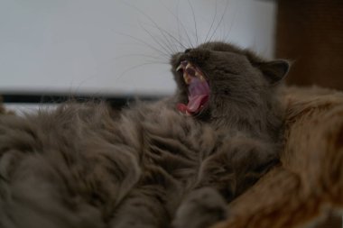 british long hair cat with beautiful yellow eyes laying comfortable